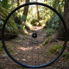 Bicycle wheel in a forest setting with trees and ground cover.